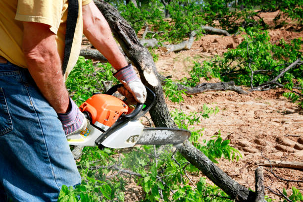 Dead Tree Removal in Oglethorpe, GA